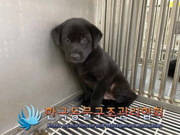 보호중 믹스견의 가…